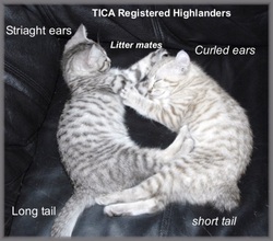 Highlander Kittens