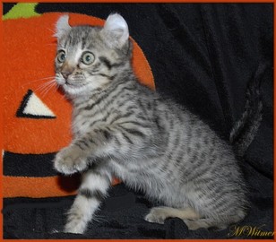 Male Highlander Kitten