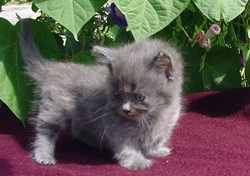 Kinkalow Male Kitten