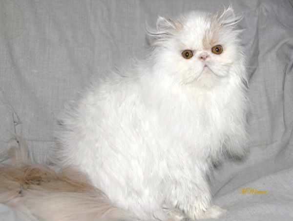 Minuet cat shop