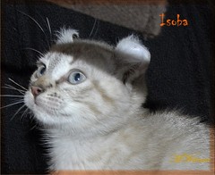 Highlander Kitten