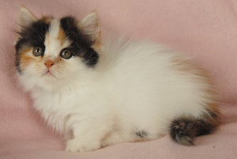 Minuet, Napoleon, Munchkin, Cats, Kittens, Indiana