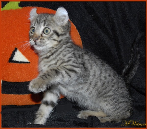 Highland lynx hotsell kittens for sale