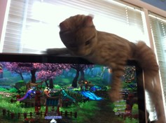 Highlander Male Kitten