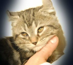 Highlander Kitten 