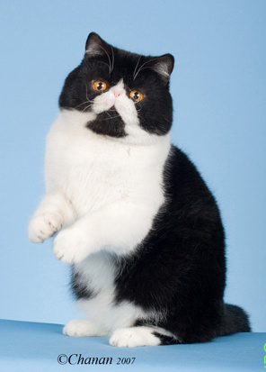 Napoleon Minuet information Forever Kittens Cattery