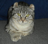Highlander Kitten