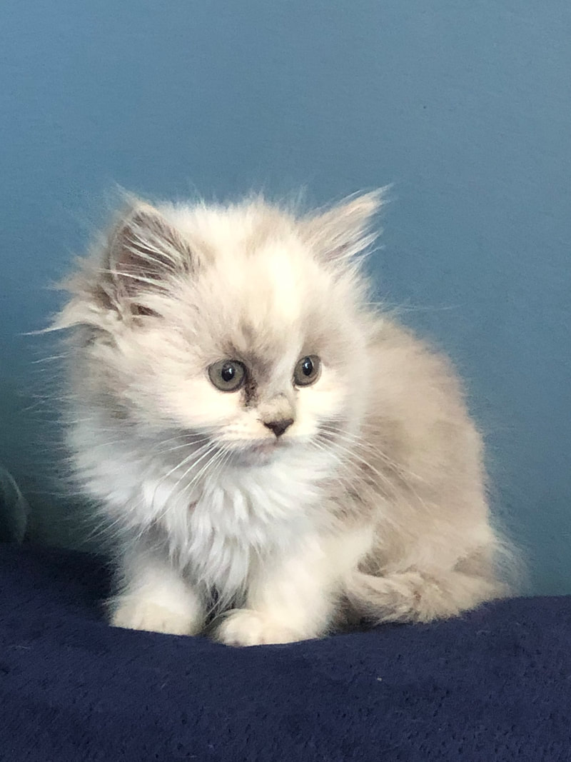 Napoleon kitten deals