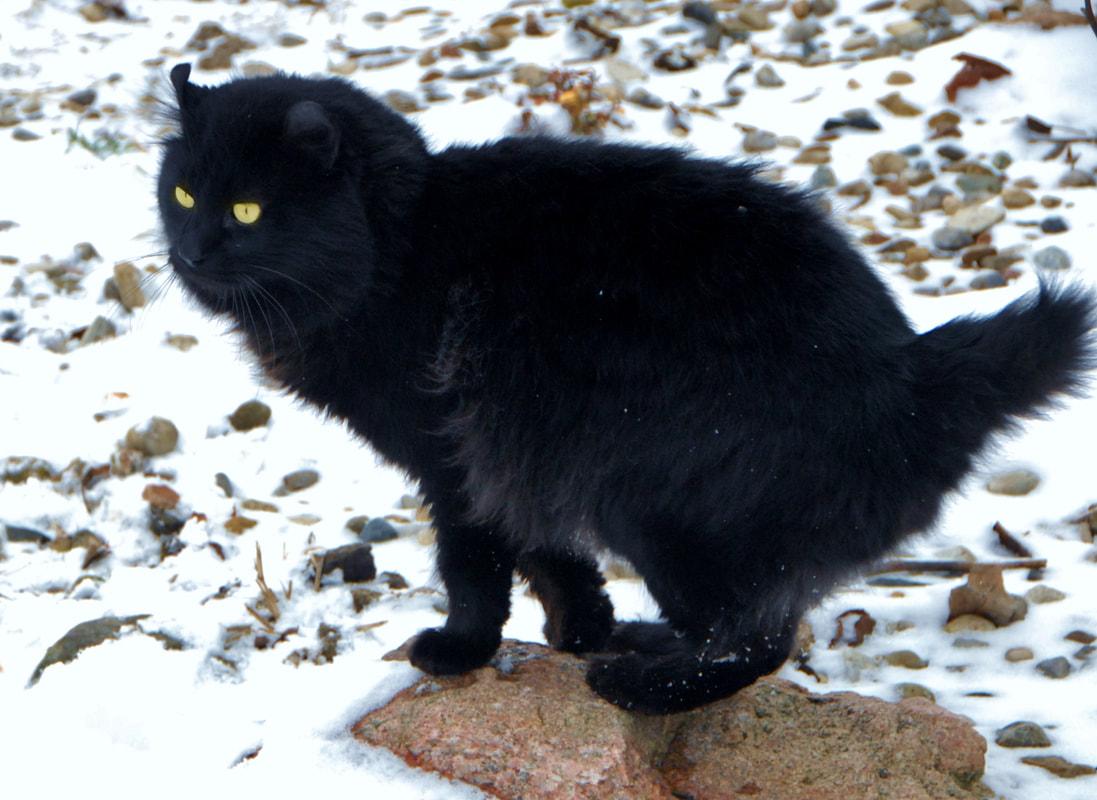 Highlander cat breeders shop near me