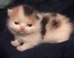 Minuet Kitten
